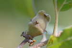 American witch-hazel